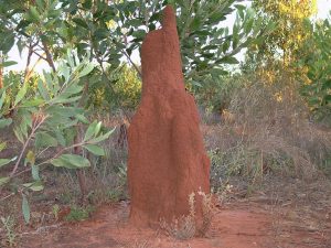 This is outback Australia - they don't do anything by halves out here. That goes for the termite mounds too!