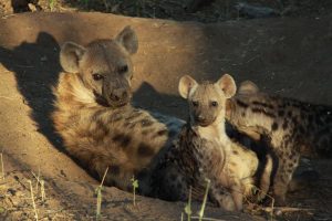 Family of spotted hyenas - we wanted to bring the little cubs home.