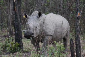 Gentle until threatened, this giant of the veld, the White Rhino remains the target of poachers even today.