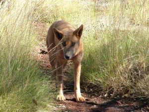 Dingo - wild Australian dog. Well, not so wild in this case.