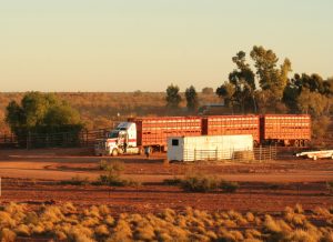 Massive cattle truck moves in to the yards.