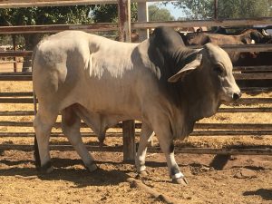 One of the magnificent Brahman bulls that calls Bullo home.
